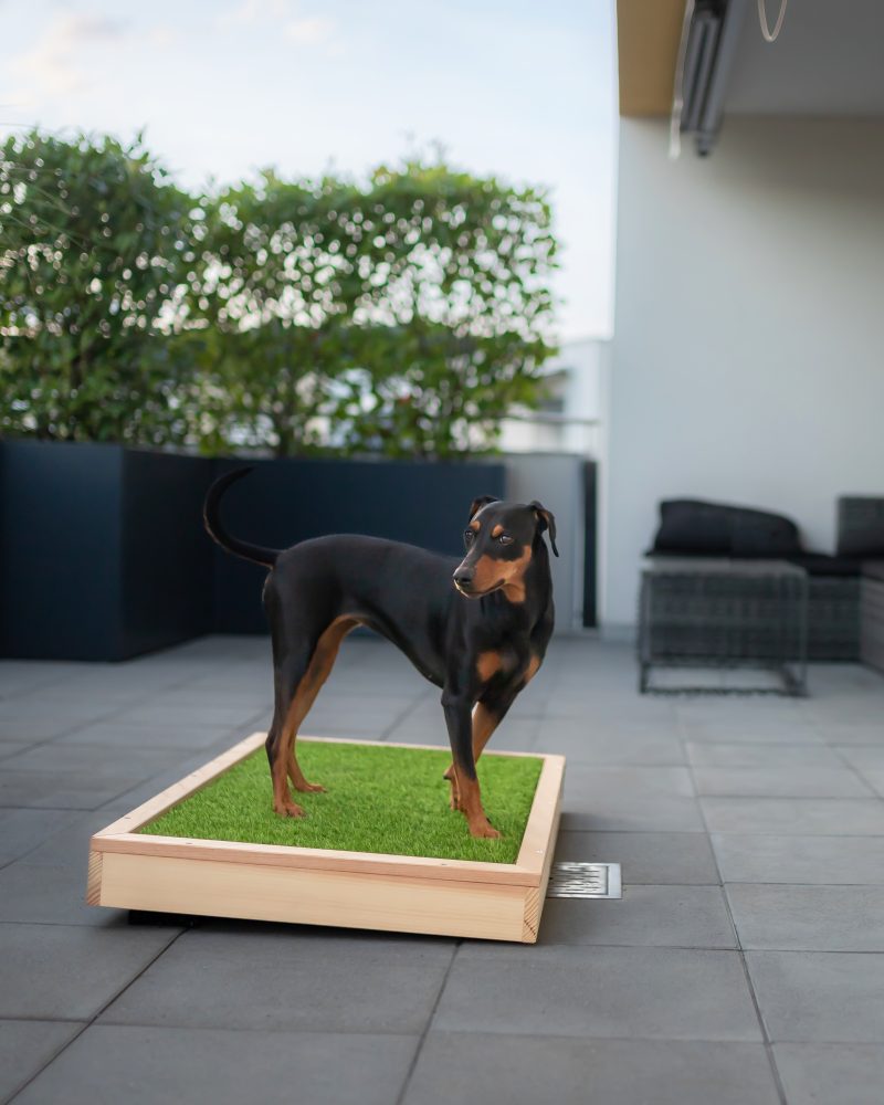 HundeWC: Gross - Hochwertige Hundetoilette für den Balkon aus Holz mit Kunstrasen in 103x65cm