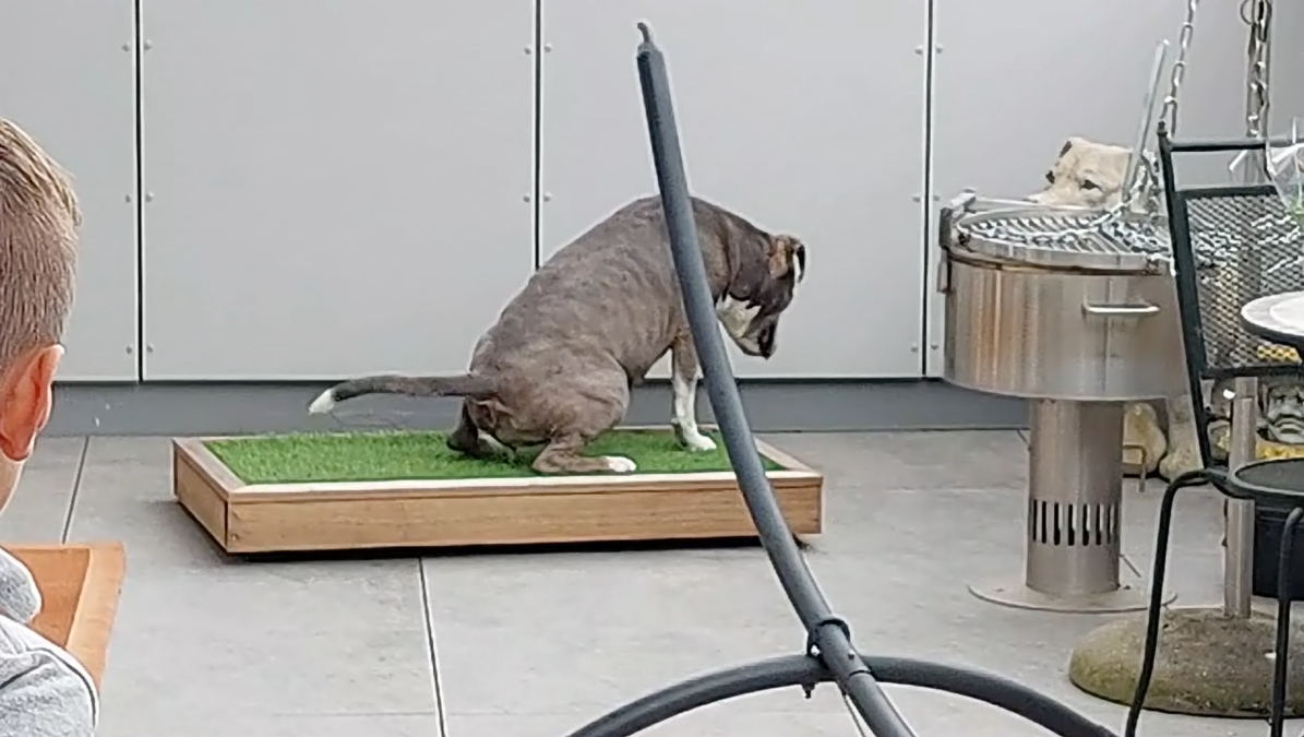 Erfolgsgeschichte_Hundeseniorin_Hundetoilette_Balkon