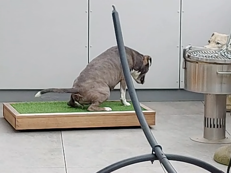 Erfolgsgeschichte_Hundeseniorin_Hundetoilette_Balkon